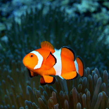 Shrinking Clownfish: Our Beloved ‘Nemo’ & Rising Ocean Temperatures img 3