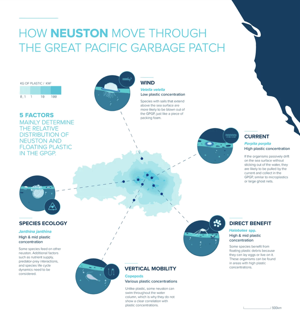 The Nueston, Garbage Patches, and a New Ecosystem img 2