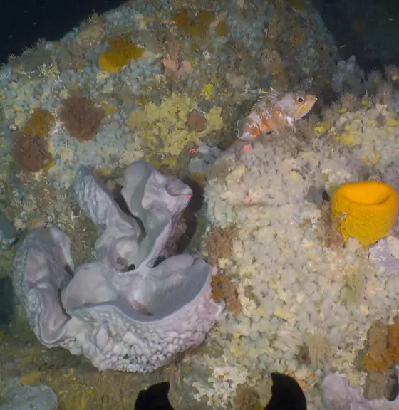 James Bell NZ thumbnail image