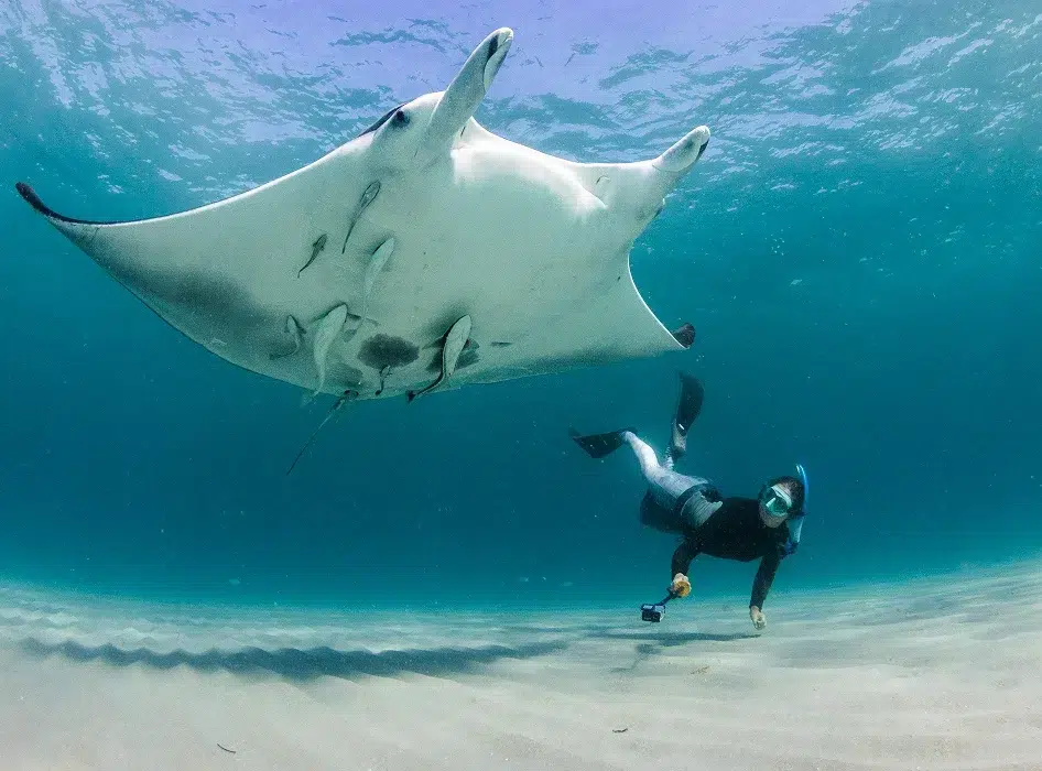 img sg3 gallery the florida manta project 03