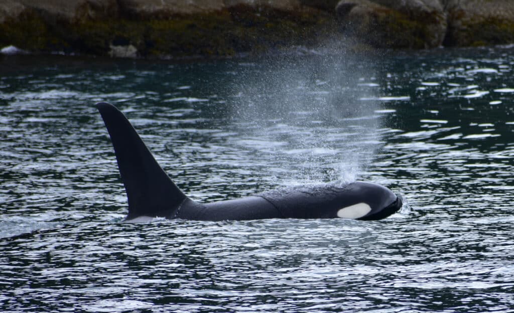 ORCA 2