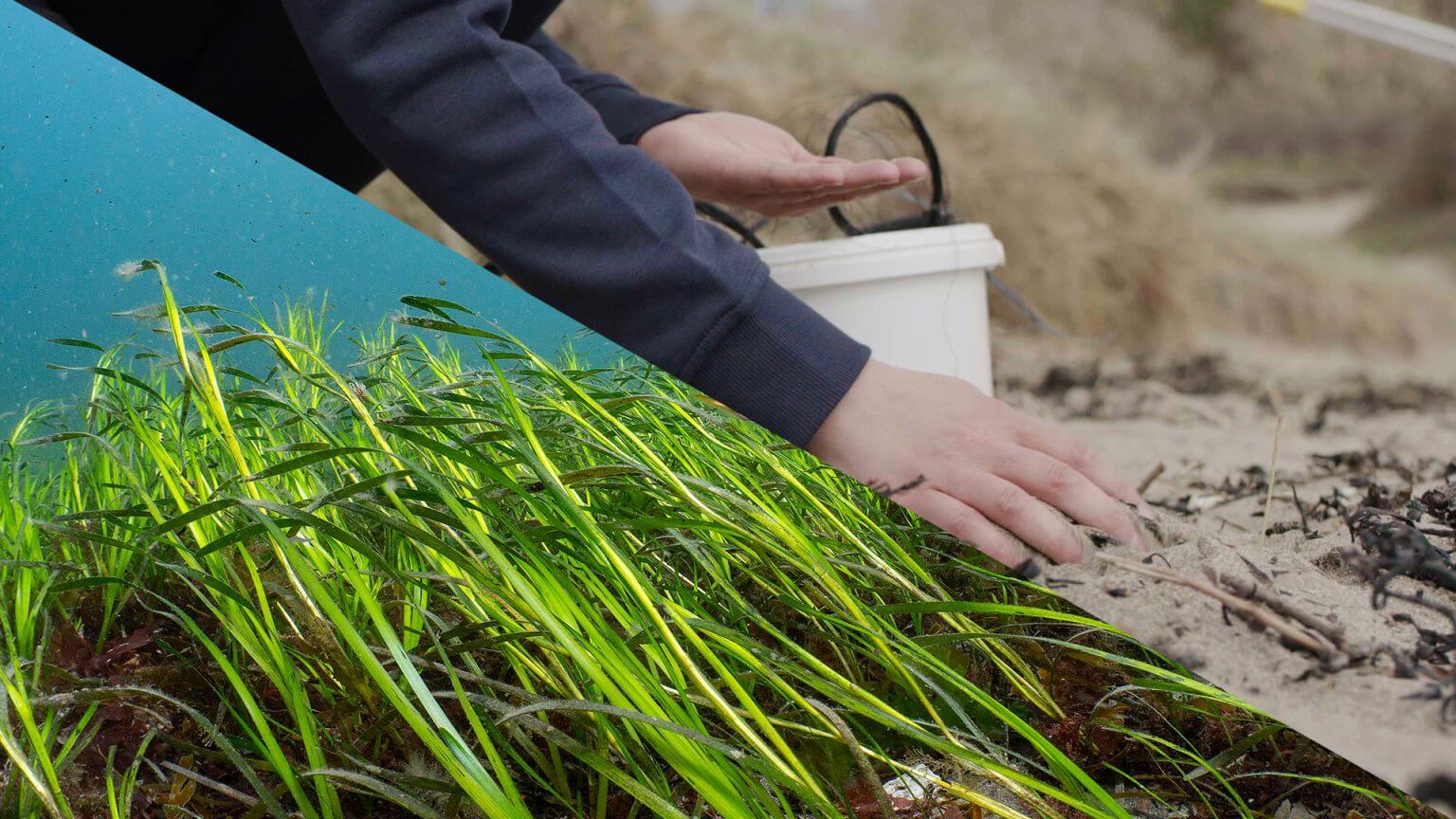 Seagrass cover (1)