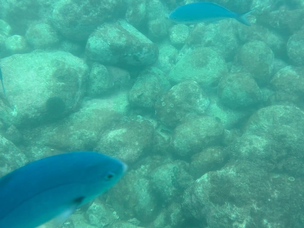 IMG 0650