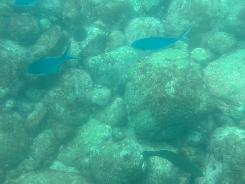 IMG 0652