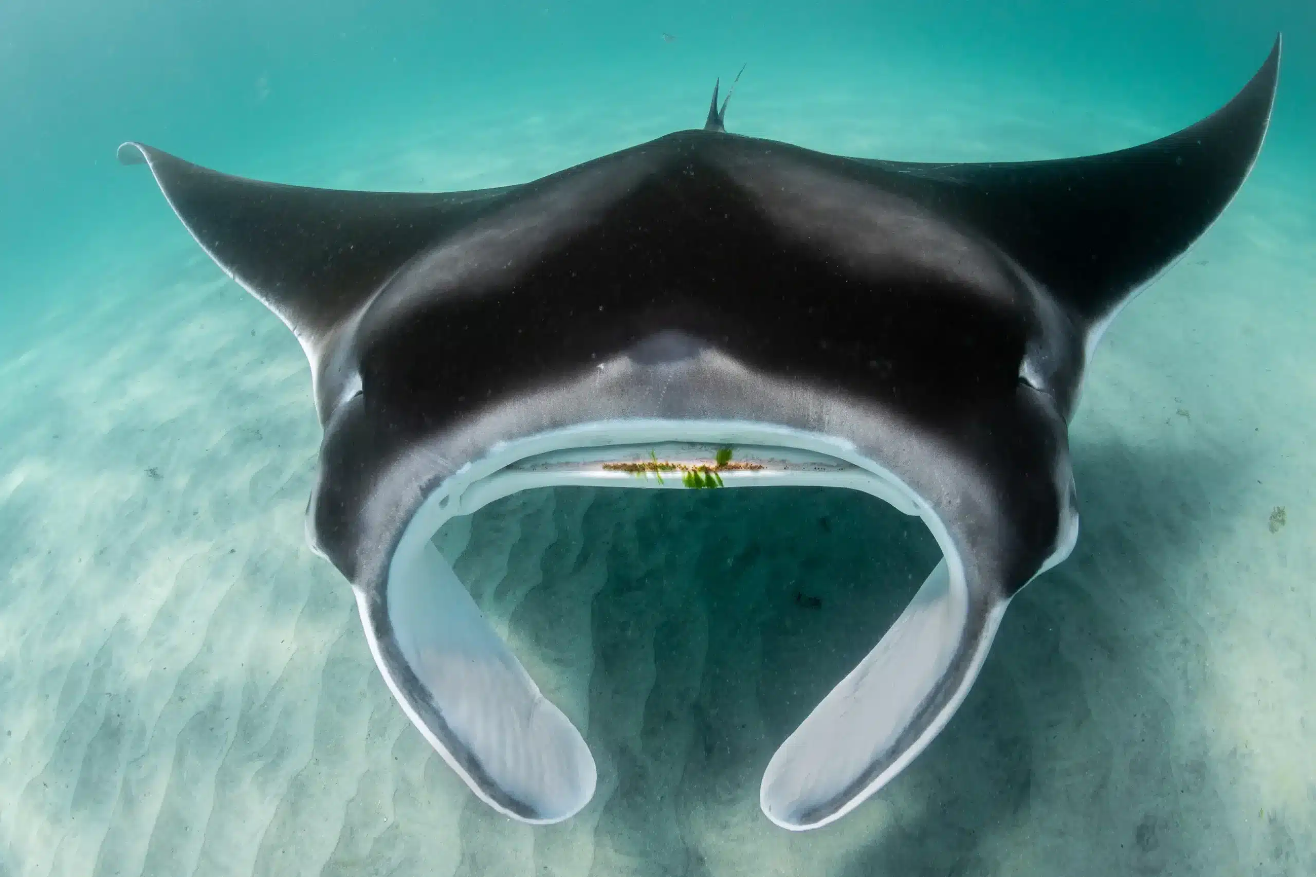 Portrait of a juvenile manta ray known to the Florida Manta Project as Skye