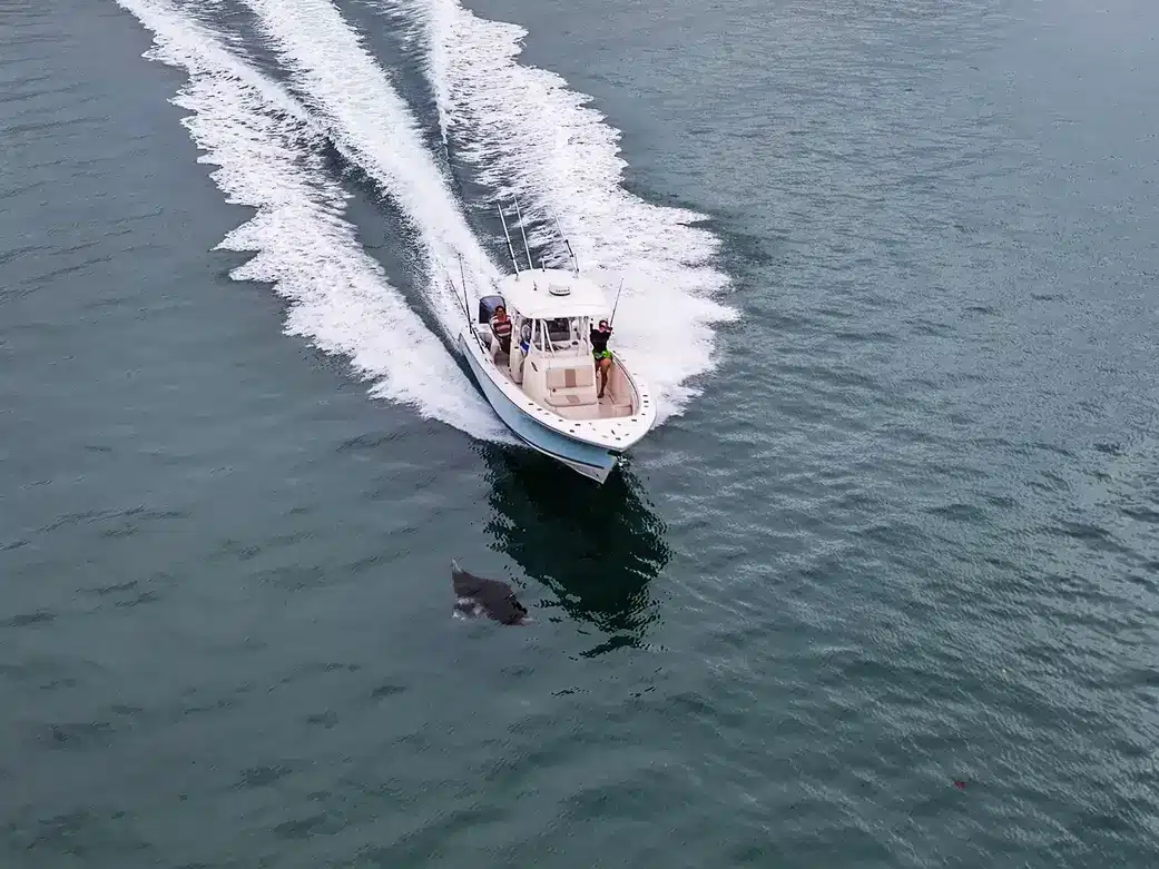 2 Manta Near Miss Bryant Turffs