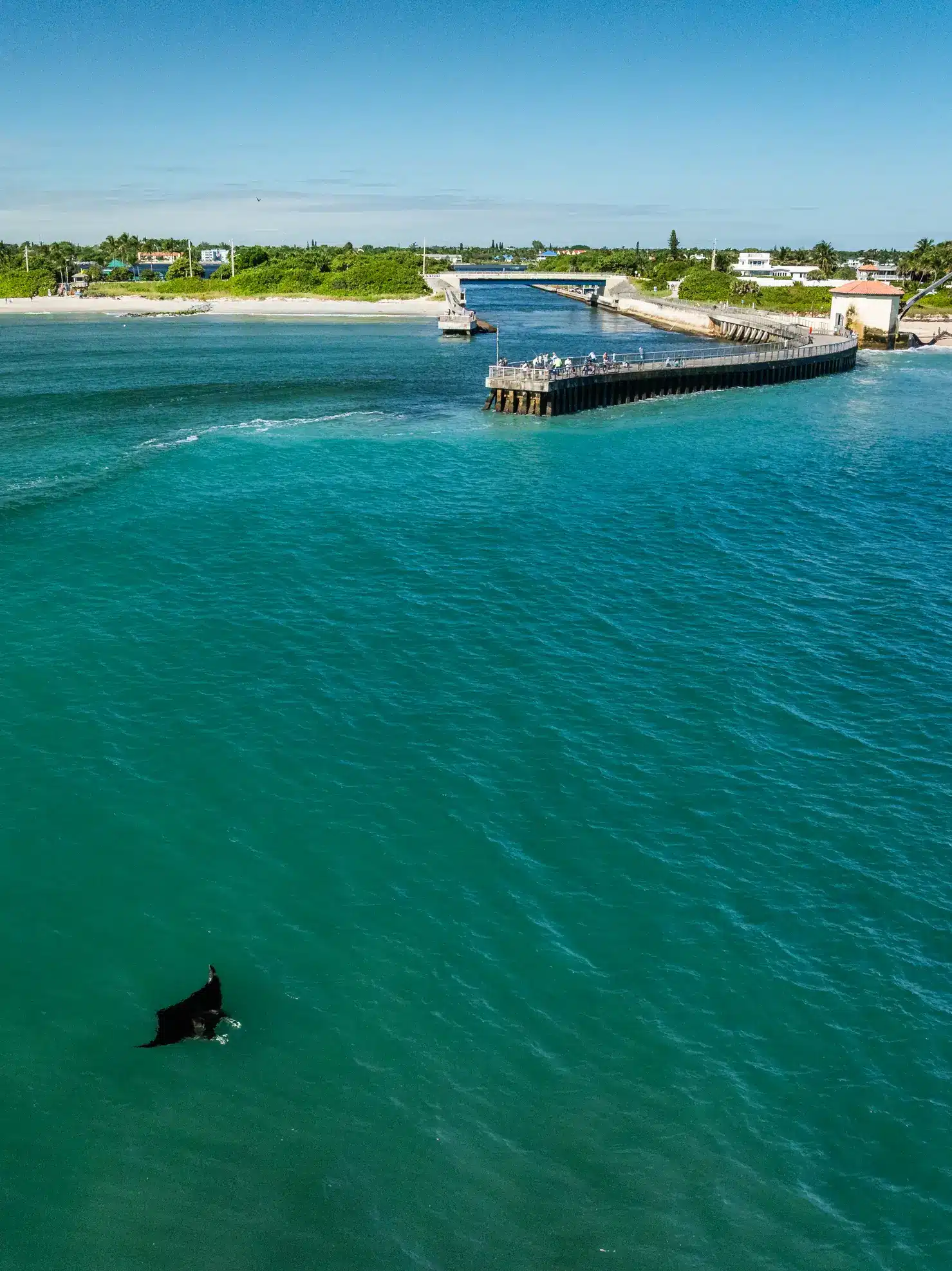 3 Manta off Boynton Inlet Bryant Turffs