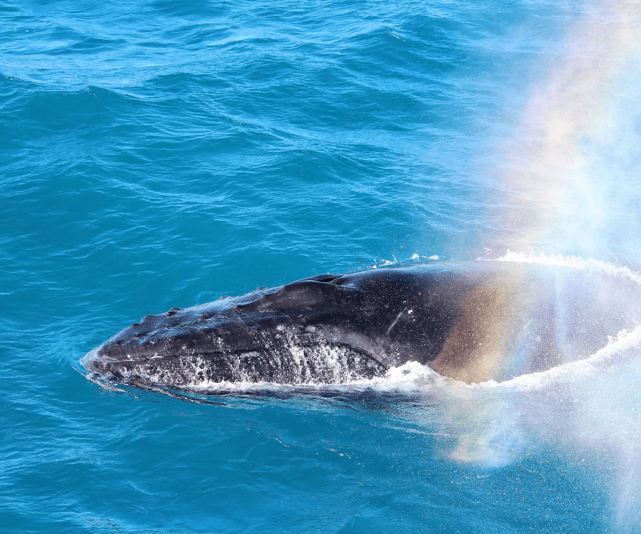 Whales of the Whitsundays