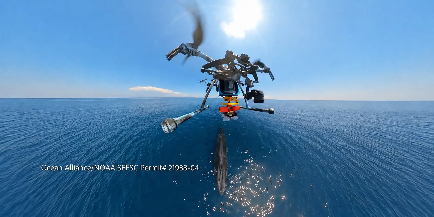 OA Cover whale drone