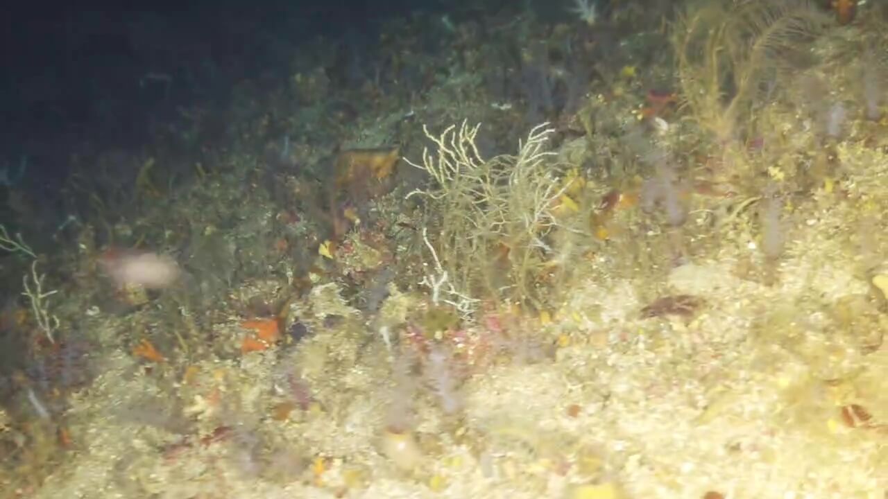 video 2026 07 30 08 02 40.mp4 00 19 10 00005